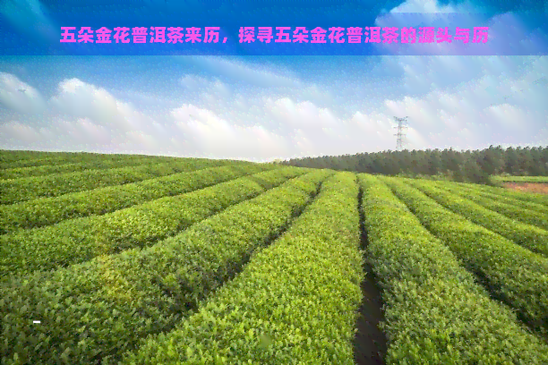 五朵金花普洱茶来历，探寻五朵金花普洱茶的源头与历