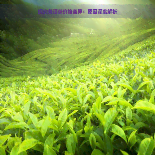 探究普洱茶价格差异：原因深度解析