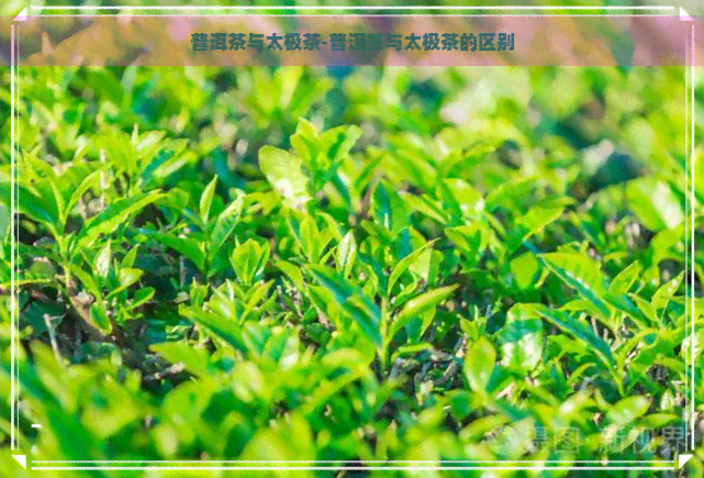 普洱茶与太极茶-普洱茶与太极茶的区别