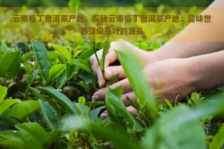 云南福丁普洱茶产地，探秘云南福丁普洱茶产地：品味世界顶级茶叶的源头