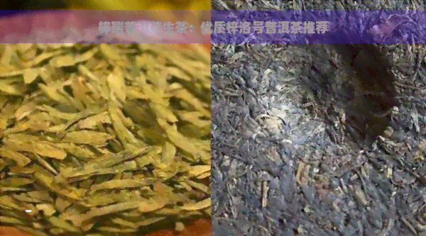 梓瑞普洱茶生茶：优质梓洛号普洱茶推荐