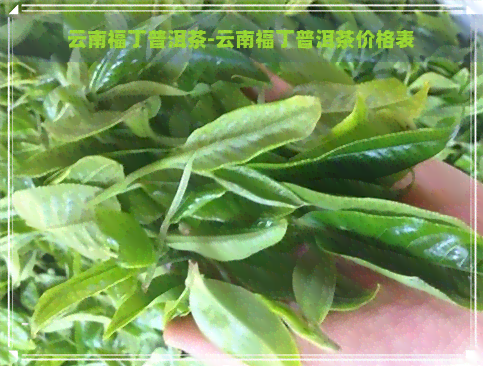 云南福丁普洱茶-云南福丁普洱茶价格表