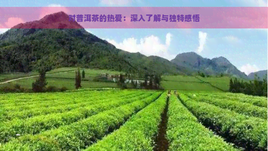 对普洱茶的热爱：深入了解与独特感悟