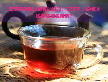 普洱茶采摘过嫩芽能喝吗，普洱茶：采摘过嫩芽还能饮用吗？