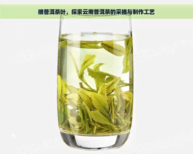 摘普洱茶叶，探索云南普洱茶的采摘与制作工艺