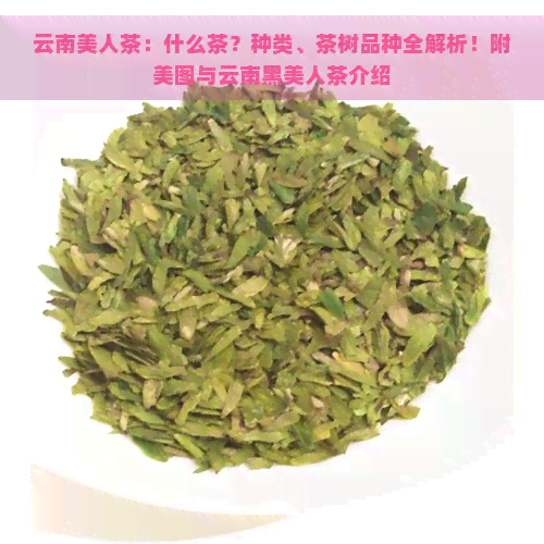 云南美人茶：什么茶？种类、茶树品种全解析！附美图与云南黑美人茶介绍