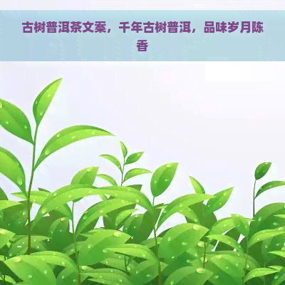 古树普洱茶文案，千年古树普洱，品味岁月陈香