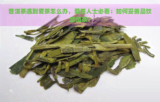 普洱茶遇到爱茶怎么办，爱茶人士必看：如何妥善品饮普洱茶？