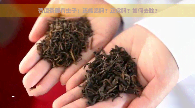 普洱茶里有虫子：还能喝吗？正常吗？如何去除？