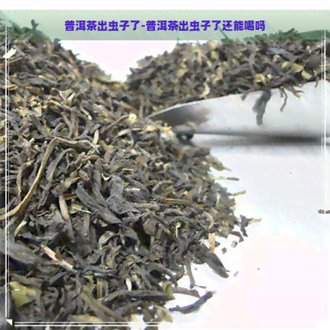 普洱茶出虫子了-普洱茶出虫子了还能喝吗