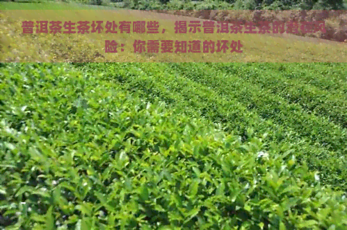 普洱茶生茶坏处有哪些，揭示普洱茶生茶的潜在风险：你需要知道的坏处