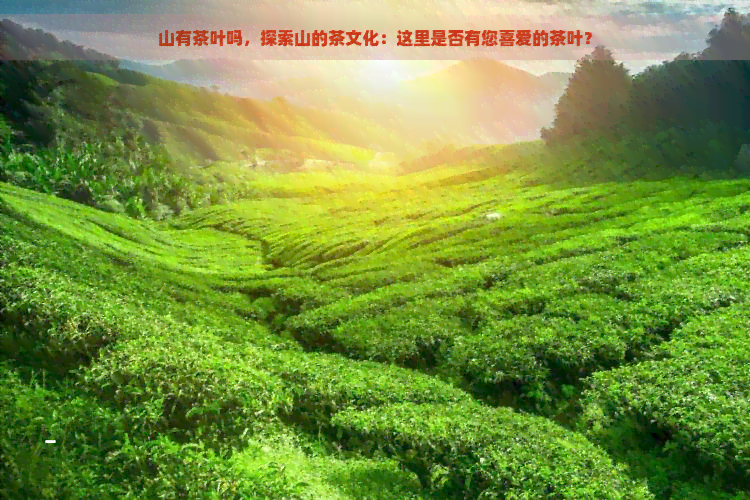 山有茶叶吗，探索山的茶文化：这里是否有您喜爱的茶叶？