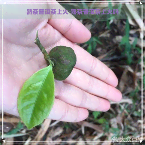 熟茶普洱茶上火-熟茶普洱茶上火吗