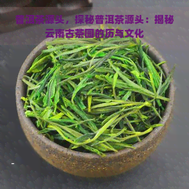 普洱茶源头，探秘普洱茶源头：揭秘云南古茶园的历与文化