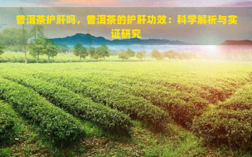 普洱茶护肝吗，普洱茶的护肝功效：科学解析与实证研究