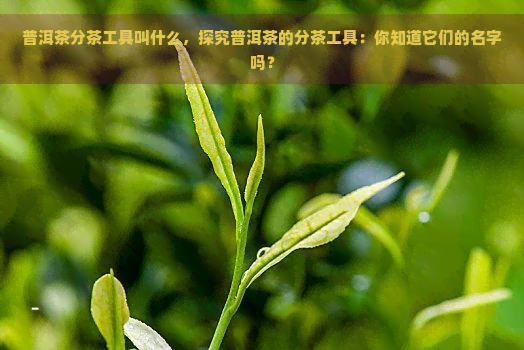 普洱茶分茶工具叫什么，探究普洱茶的分茶工具：你知道它们的名字吗？