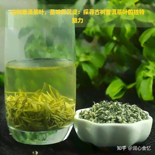 古树普洱茶叶，品味历沉淀：探寻古树普洱茶叶的独特魅力