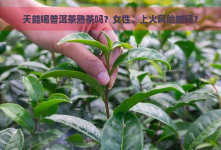 天能喝普洱茶熟茶吗？女性、上火风险如何？