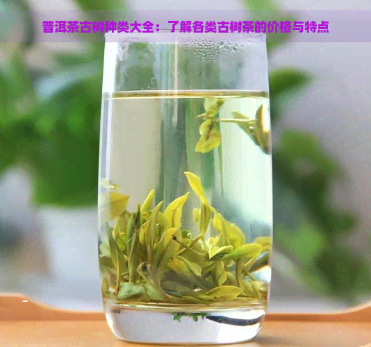 普洱茶古树种类大全：了解各类古树茶的价格与特点