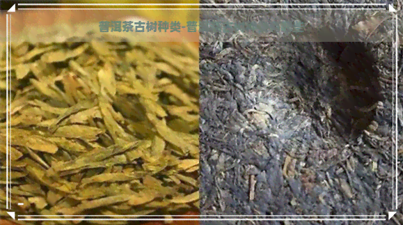 普洱茶古树种类-普洱茶古树种类有哪些