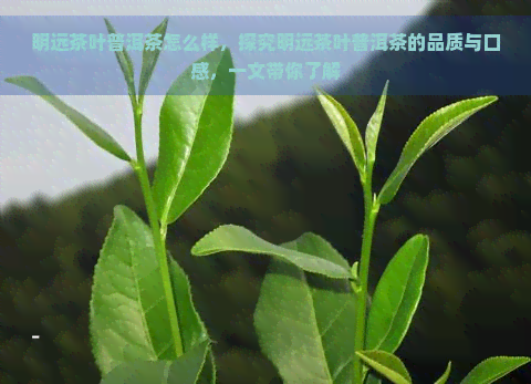 明远茶叶普洱茶怎么样，探究明远茶叶普洱茶的品质与口感，一文带你了解