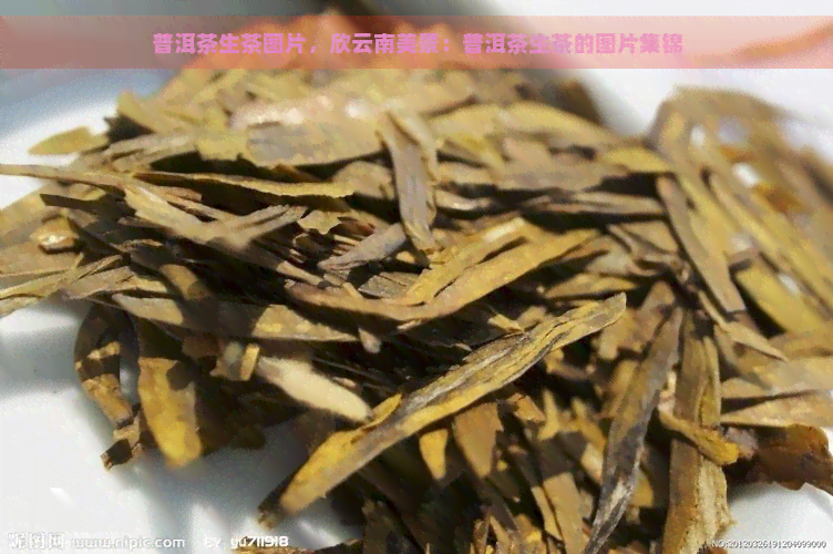 普洱茶生茶图片，欣云南美景：普洱茶生茶的图片集锦