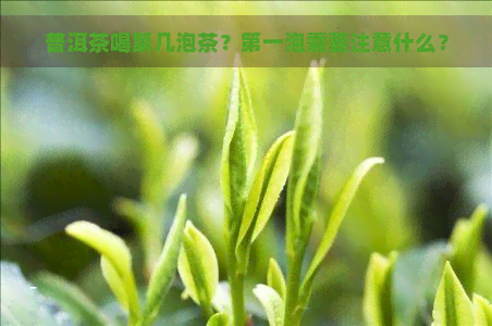 普洱茶喝第几泡茶？之一泡需要注意什么？