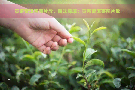 贡茶普洱茶图片欣，品味醇厚：贡茶普洱茶图片欣