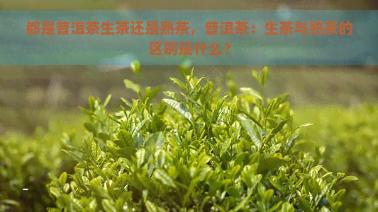 都是普洱茶生茶还是熟茶，普洱茶：生茶与熟茶的区别是什么？