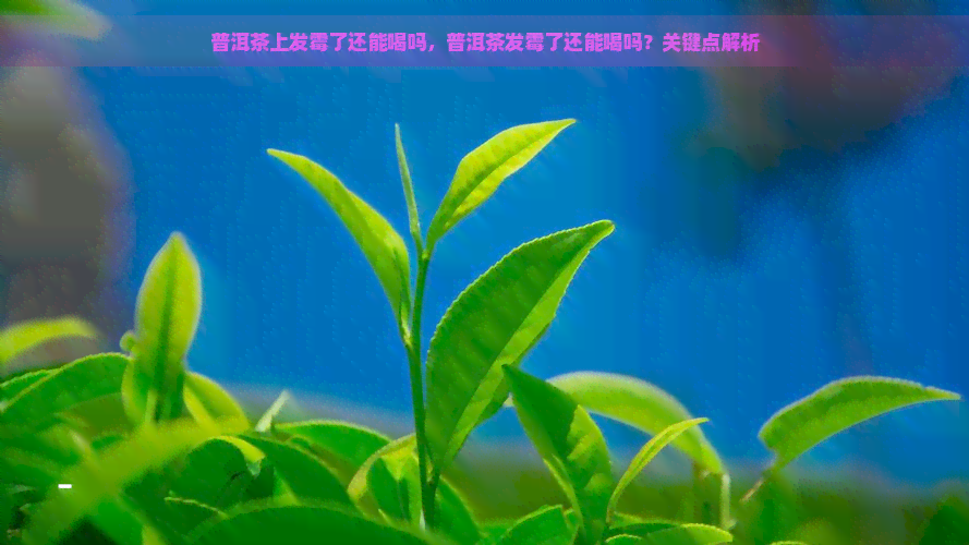 普洱茶上发霉了还能喝吗，普洱茶发霉了还能喝吗？关键点解析