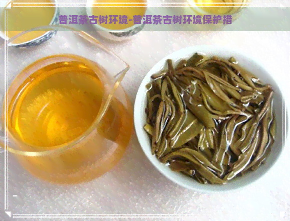 普洱茶古树环境-普洱茶古树环境保护措