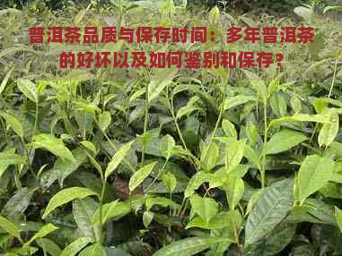 普洱茶品质与保存时间：多年普洱茶的好坏以及如何鉴别和保存？