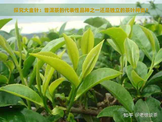 探究大金针：普洱茶的代表性品种之一还是独立的茶叶种类？