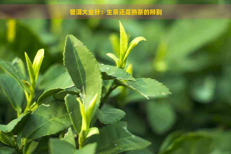 普洱大金针：生茶还是熟茶的辨别