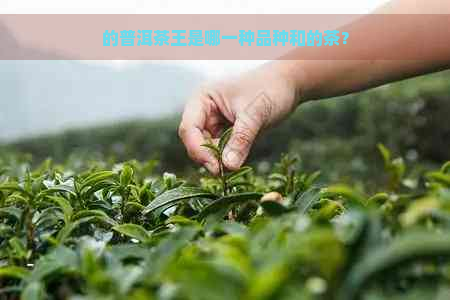 的普洱茶王是哪一种品种和的茶？