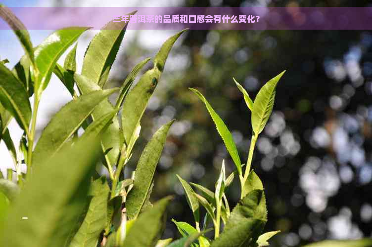 三年普洱茶的品质和口感会有什么变化？