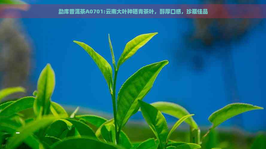 勐库普洱茶A0701:云南大叶种晒青茶叶，醇厚口感，珍藏佳品