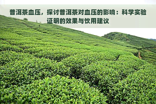 普洱茶血压，探讨普洱茶对血压的影响：科学实验证明的效果与饮用建议