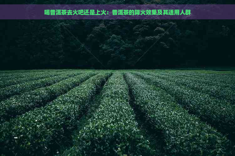 喝普洱茶去火吧还是上火：普洱茶的降火效果及其适用人群