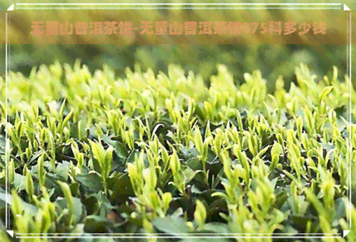 无量山普洱茶饼-无量山普洱茶饼375科多少钱