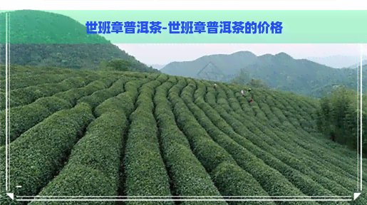 世班章普洱茶-世班章普洱茶的价格