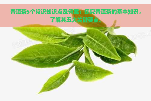 普洱茶5个常识知识点及答案：探究普洱茶的基本知识，了解其五大关键要点。