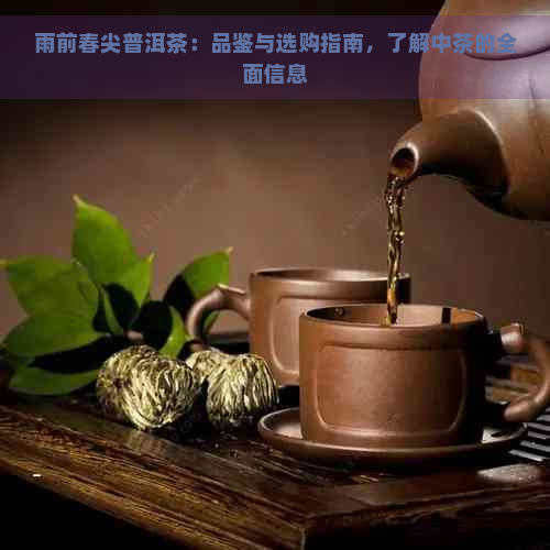 雨前春尖普洱茶：品鉴与选购指南，了解中茶的全面信息