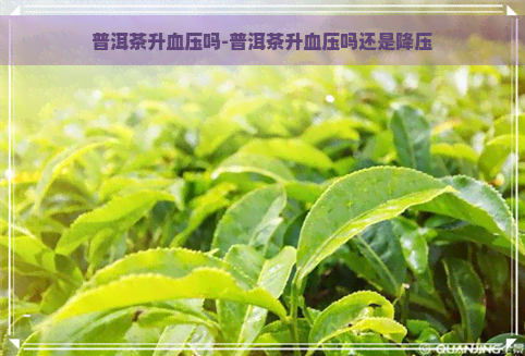 普洱茶升血压吗-普洱茶升血压吗还是降压