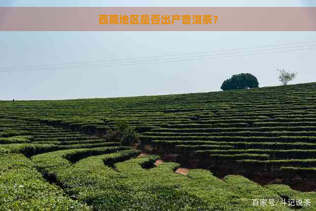      地区是否出产普洱茶？