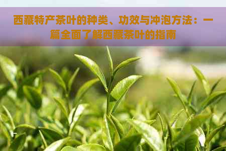      特产茶叶的种类、功效与冲泡方法：一篇全面了解     茶叶的指南