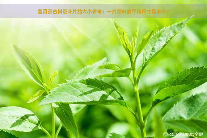 普洱茶古树茶叶片的大小参考：一片茶叶的平均尺寸是多少？