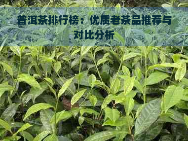 普洱茶排行榜：优质老茶品推荐与对比分析