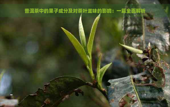 普洱茶中的果子成分及对茶叶滋味的影响：一篇全面解析