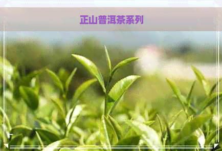 正山普洱茶系列